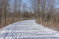 a narrow path with snow, and trees in the background in winter time by david murphy for stocks