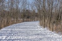 a narrow path with snow, and trees in the background in winter time by david murphy for stocks