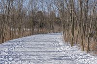 a narrow path with snow, and trees in the background in winter time by david murphy for stocks