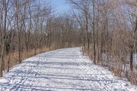 a narrow path with snow, and trees in the background in winter time by david murphy for stocks