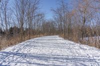 a narrow path with snow, and trees in the background in winter time by david murphy for stocks