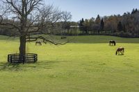 Ontario Landscape on a Green Day: Abundance of Vegetation