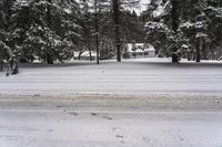 snow covers the ground near a street in a snowy park, with firs along side