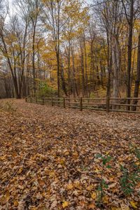 Ontario Landscape: Exploring the Natural Environment of Canadian Forest