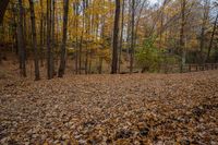 a large field with lots of leaves in it and a fence on the left side