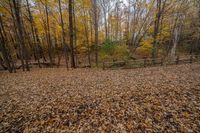 a large field with lots of leaves in it and a fence on the left side