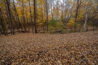 a large field with lots of leaves in it and a fence on the left side