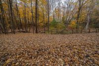 a large field with lots of leaves in it and a fence on the left side