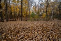 a large field with lots of leaves in it and a fence on the left side