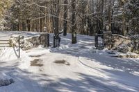 Ontario Nature Scene: Snow-Covered Trees 003