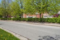 an empty residential street near some houses and trees with flowers in the grass on the curb