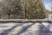 Ontario Road: Daytime in Nature Among the Trees