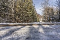 Ontario Road: Daytime in Nature Among the Trees