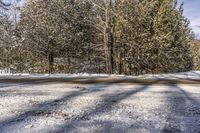 Ontario Road: Daytime in Nature Among the Trees