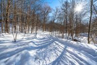 snow covered trail in the middle of a snowy forest with sunlight shining over it and trees on either side