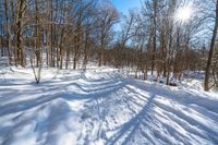 snow covered trail in the middle of a snowy forest with sunlight shining over it and trees on either side