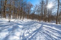 snow covered trail in the middle of a snowy forest with sunlight shining over it and trees on either side