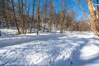 a path with snow all over it between tall trees and blue skies in the distance