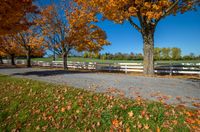 trees in a fall color set against a white fence and grassy area surrounded by fallen leaves