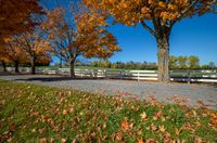 trees in a fall color set against a white fence and grassy area surrounded by fallen leaves