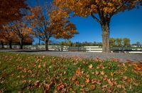 trees in a fall color set against a white fence and grassy area surrounded by fallen leaves