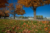 trees in a fall color set against a white fence and grassy area surrounded by fallen leaves