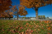 trees in a fall color set against a white fence and grassy area surrounded by fallen leaves
