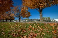 trees in a fall color set against a white fence and grassy area surrounded by fallen leaves