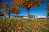 trees in a fall color set against a white fence and grassy area surrounded by fallen leaves