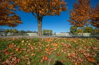 trees in a fall color set against a white fence and grassy area surrounded by fallen leaves