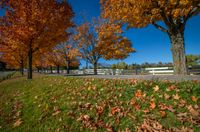 trees in a fall color set against a white fence and grassy area surrounded by fallen leaves