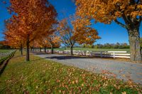 trees in a fall color set against a white fence and grassy area surrounded by fallen leaves