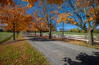 an empty path near two trees that are displaying fall foliages and changing colors to orange, yellow, red, and blue