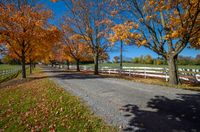 an empty path near two trees that are displaying fall foliages and changing colors to orange, yellow, red, and blue