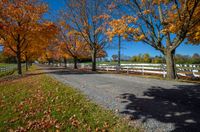 an empty path near two trees that are displaying fall foliages and changing colors to orange, yellow, red, and blue