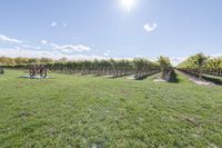 Ontario Rural Landscape: Bathed in Sunlight