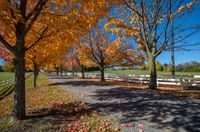 colorful fall trees and foliage line a country driveway in vermont, usa in october with a white picketer fence