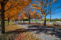 colorful fall trees and foliage line a country driveway in vermont, usa in october with a white picketer fence