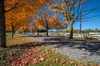 colorful fall trees and foliage line a country driveway in vermont, usa in october with a white picketer fence