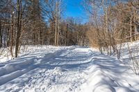 snow and trees are in the distance on a trail in the woods, near a path