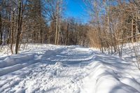 snow and trees are in the distance on a trail in the woods, near a path