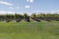 a vineyard with many grapevines in the middle of a field in the spring time