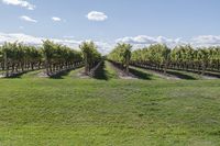 a vineyard with many grapevines in the middle of a field in the spring time