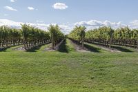 a vineyard with many grapevines in the middle of a field in the spring time