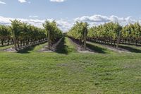 a vineyard with many grapevines in the middle of a field in the spring time