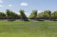 a vineyard with many grapevines in the middle of a field in the spring time