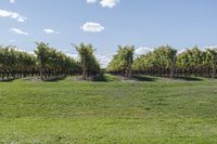 a vineyard with many grapevines in the middle of a field in the spring time