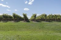 a vineyard with many grapevines in the middle of a field in the spring time