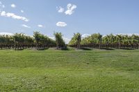 a vineyard with many grapevines in the middle of a field in the spring time