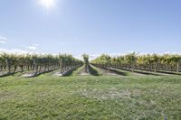 a large open vineyard is shown here in this beautiful photograph - courtesy for the field with many green grape vines